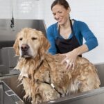 Golden retriever getting a bath at a self service pet wash.